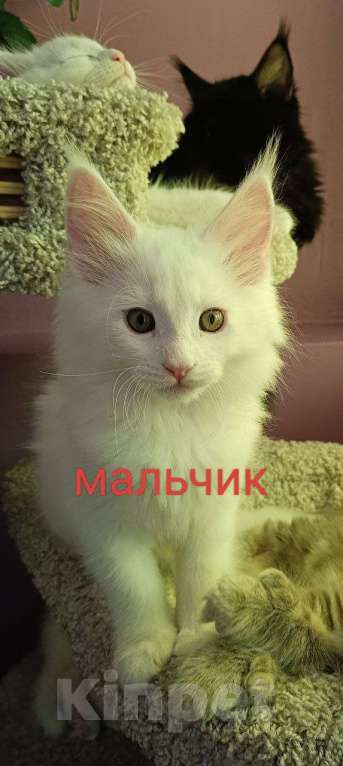 Кошки в Донецке: Белоснежный Мейн кун Мальчик, 45 000 руб. - фото 1