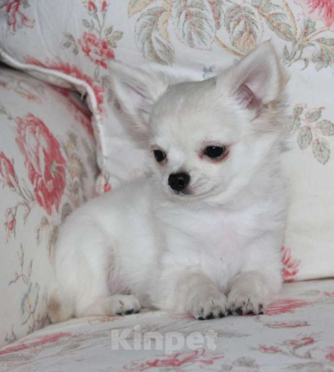 Собаки в Санкт-Петербурге: Очень ласковый мальчик Мальчик, 45 000 руб. - фото 1