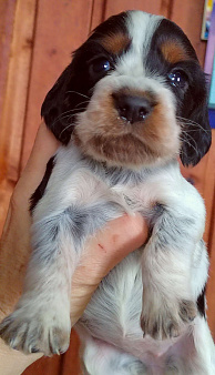 Русский охотничий спаниель