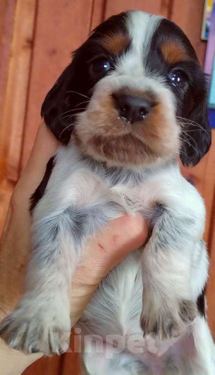 Собаки в Москве: Русский охотничий спаниель Девочка, 45 000 руб. - фото 1