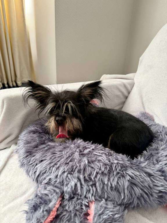 Собаки в Рузе: Эля в добрые руки Девочка, Бесплатно - фото 10