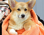 Собаки в Москве: вельш корги пемброк щенок Мальчик, 85 000 руб. - фото 4