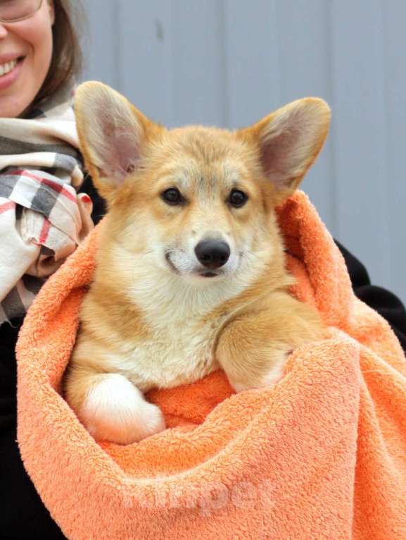 Собаки в Москве: вельш корги пемброк щенок Мальчик, 85 000 руб. - фото 4