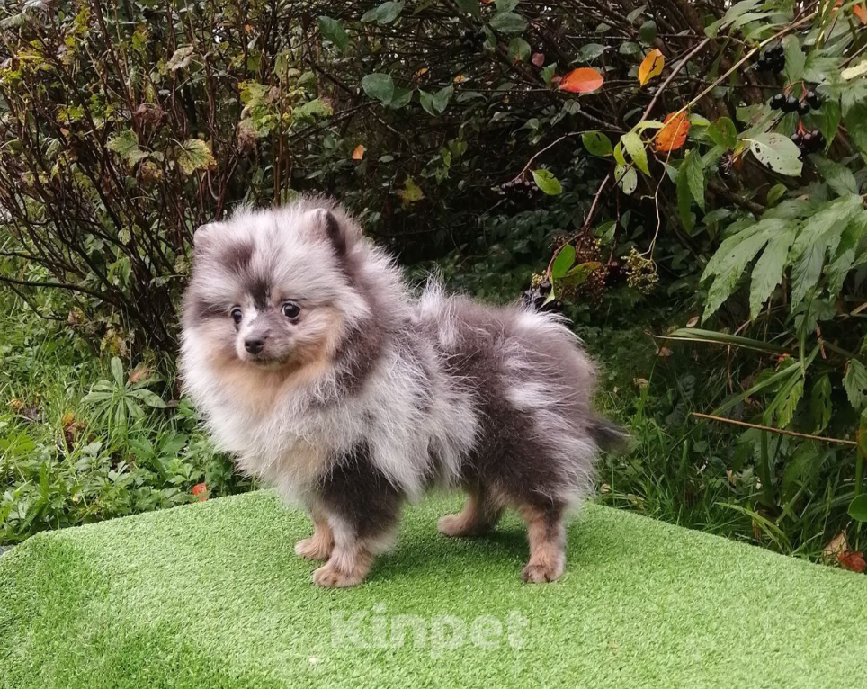 Собаки в Санкт-Петербурге: Шпиц девочка Девочка, 50 000 руб. - фото 1