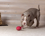 Собаки в Королеве: Американский булли Девочка, 150 000 руб. - фото 7