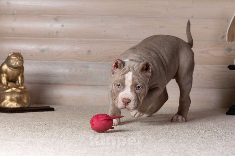 Собаки в Королеве: Американский булли Девочка, 150 000 руб. - фото 7