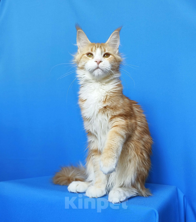 Кошки в Москве: Котенок Мейн-Кун Девочка Девочка, 40 000 руб. - фото 8