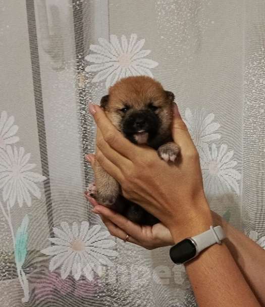 Собаки в Санкт-Петербурге: Сиба девочка Мальчик, 80 000 руб. - фото 1