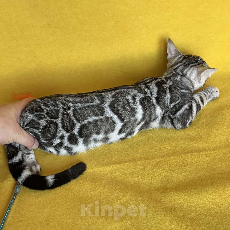 Кошки в Москве: Яркая девочка бенгальской породы Девочка, Бесплатно - фото 6