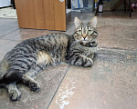 Кошки в Ижевске: кот в добрые руки Мальчик, Бесплатно - фото 2