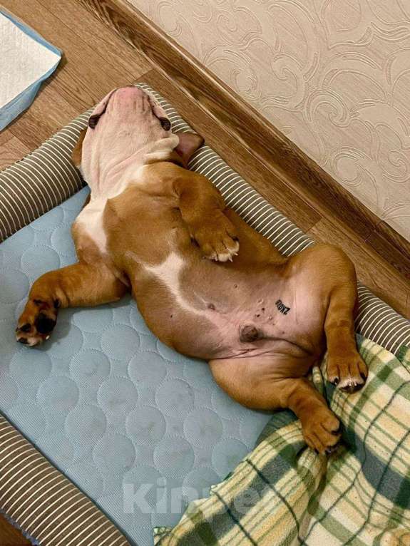 Собаки в Москве: Английский бульдог девочка Девочка, Бесплатно - фото 6