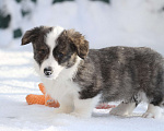 Собаки в Москве: Щенки вельш корги кардиган Мальчик, 50 000 руб. - фото 3