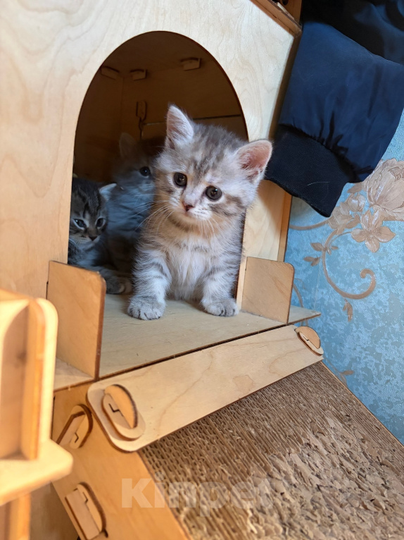 Кошки в Ярославле: Котенок девочка полосатая Девочка, 1 000 руб. - фото 3