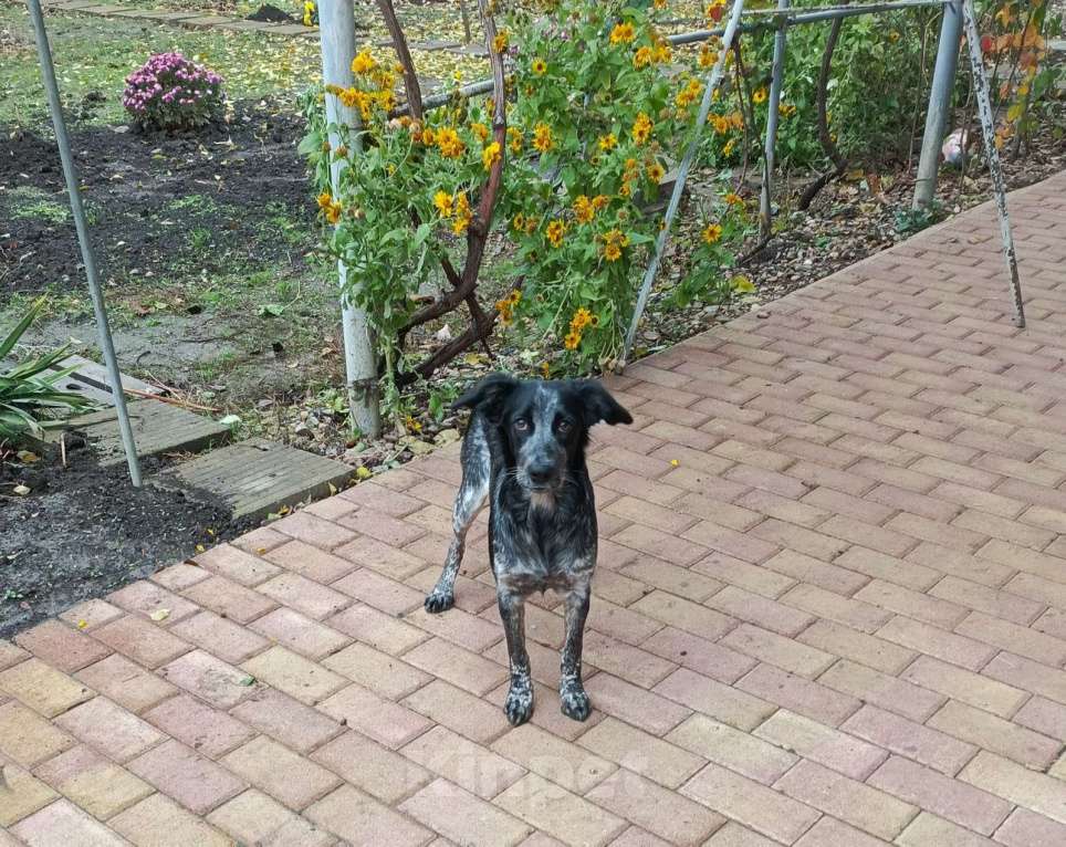 Собаки в Краснодаре: Отдам в добрые руки Девочка, Бесплатно - фото 3