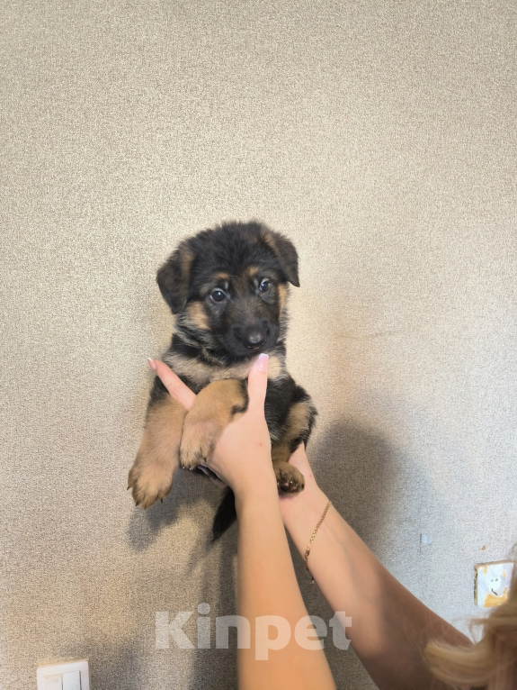 Собаки в Самаре: Щенки немецкой овчарки Девочка, 15 000 руб. - фото 3