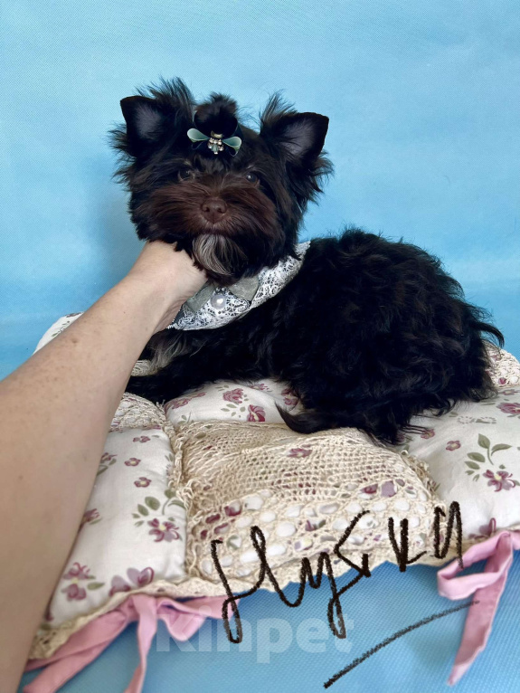 Собаки в Сосновом Бору: Девочка шоко йорка Нутелла Девочка, 50 000 руб. - фото 5