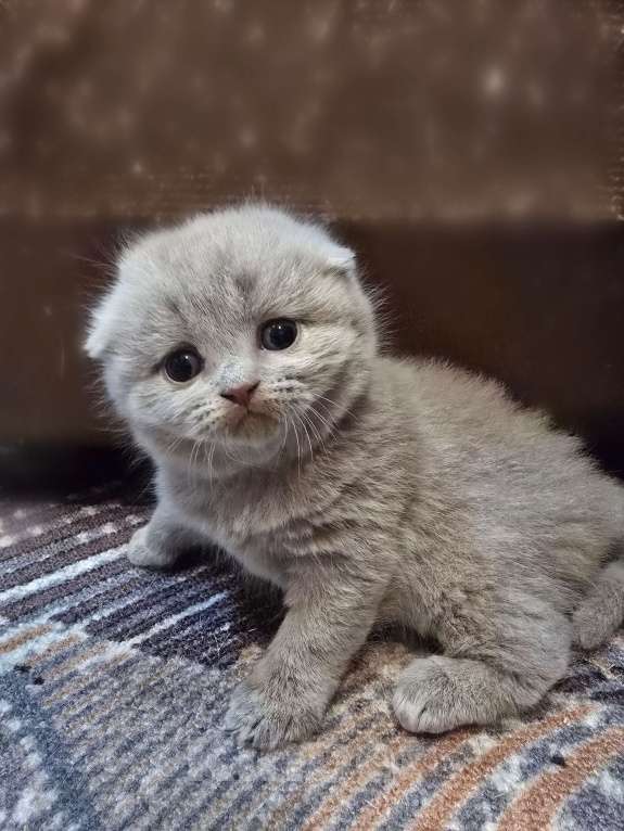 Кошки в Москве: Шотланская вислоухая лиловая Девочка, 30 000 руб. - фото 1