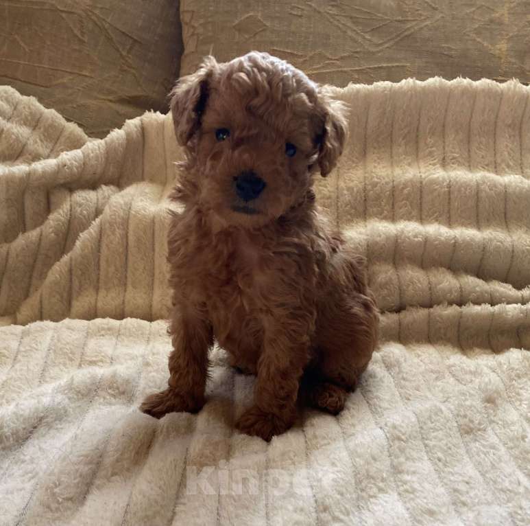 Собаки в Санкт-Петербурге: Шикарный мальчик той пуделя ред броун  Мальчик, Бесплатно - фото 3