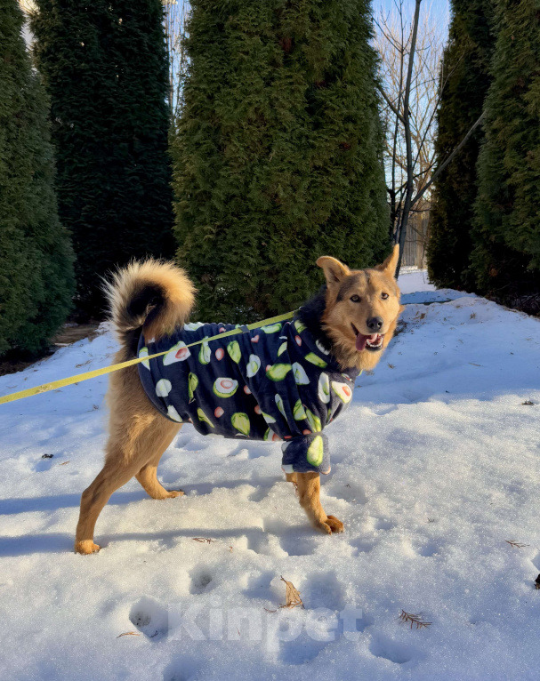 Собаки в других городах Московской области: Рыжий пес Хенк ищет дом! Мальчик, Бесплатно - фото 5