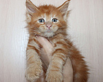 Кошки в Мурманске: Maine-coon Мальчик, 35 000 руб. - фото 2