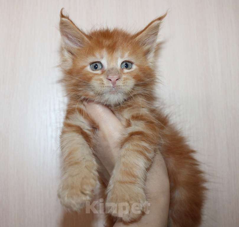 Кошки в Мурманске: Maine-coon Мальчик, 35 000 руб. - фото 2