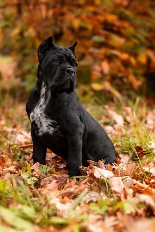Собаки в Нижнем Новгороде: щенок кане корсо Девочка, 100 000 руб. - фото 3