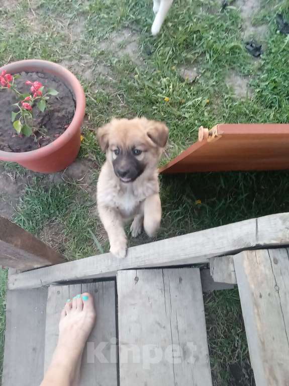 Собаки в Новосибирске: Джуля Девочка, 1 000 руб. - фото 3