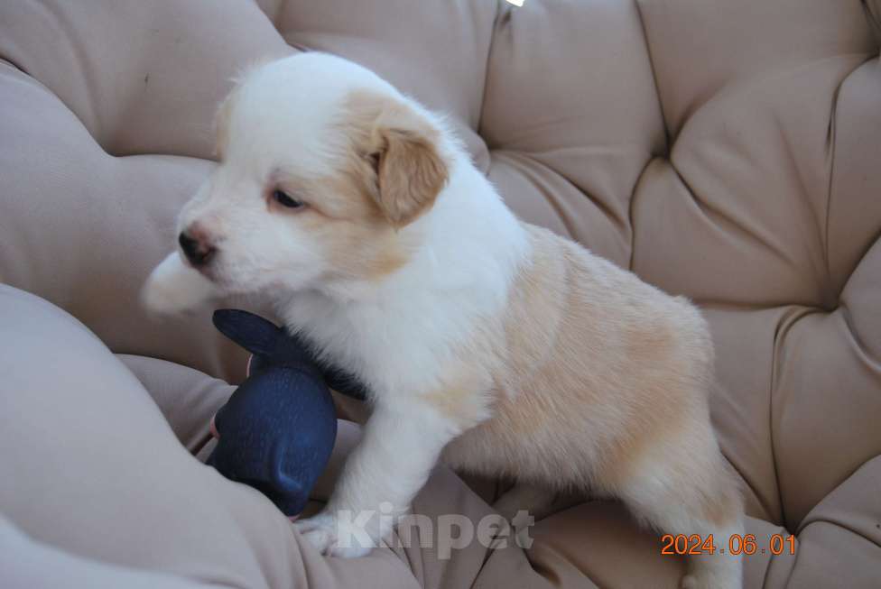 Собаки в Саранске: 1 Мальчик, 40 000 руб. - фото 1