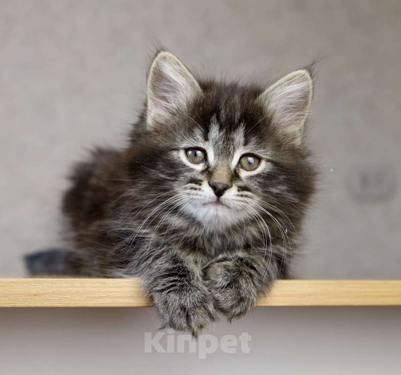 Кошки в Новосибирске: Сибирский котенок Девочка, 90 000 руб. - фото 3