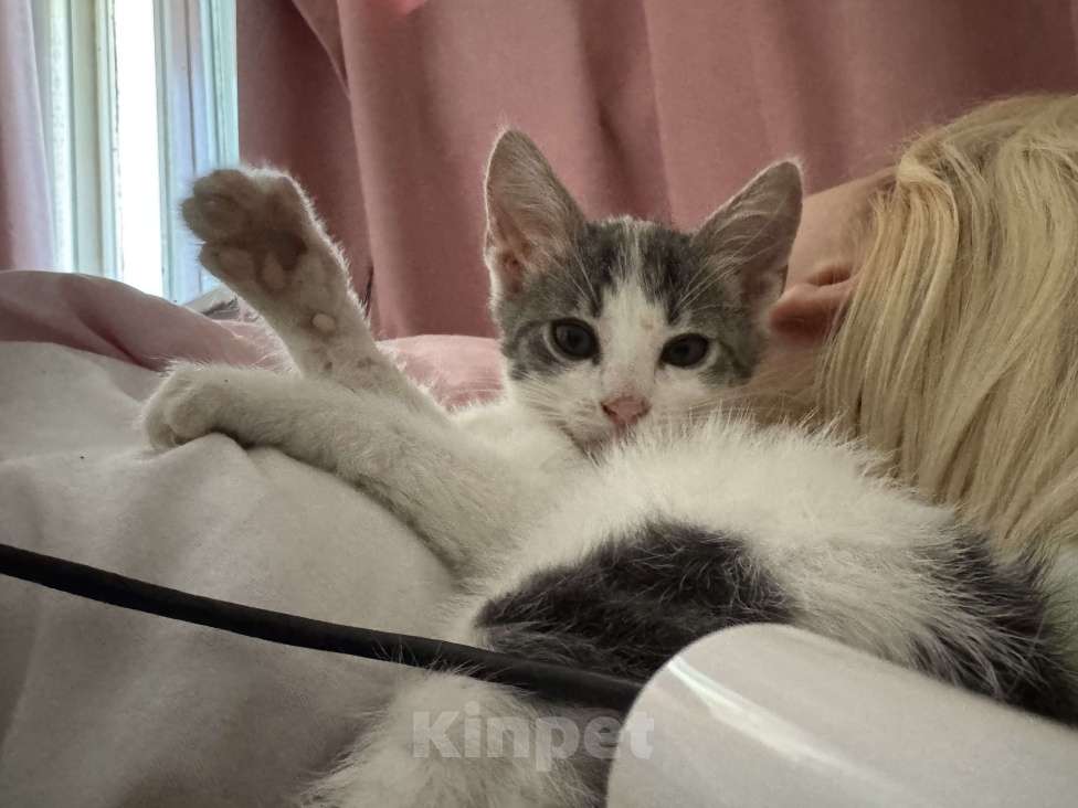 Кошки в Севастополе: Маленькая Депа ищет дом Девочка, Бесплатно - фото 3