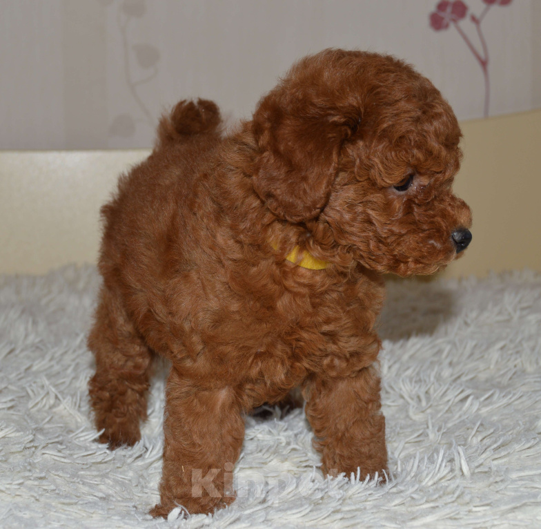 Собаки в Ульяновске: той-пудель,щенок Мальчик, 100 000 руб. - фото 1