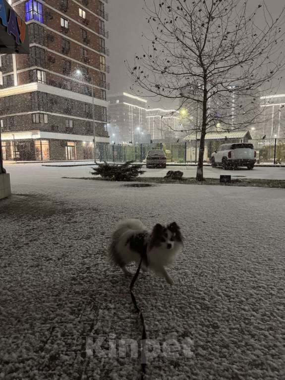 Собаки в Краснодаре: Срочная продажа Мальчик, 13 000 руб. - фото 5