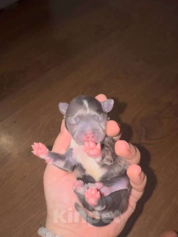 Собаки в Орле: Чихуахуа Девочка, 50 000 руб. - фото 2