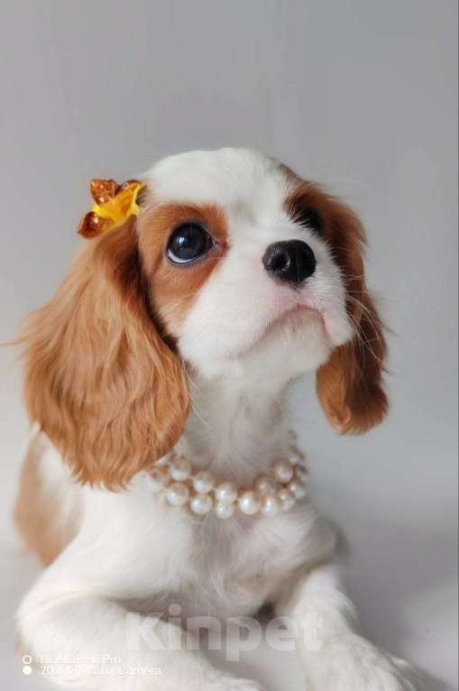 Собаки в других городах Московской области: Девочка кавалер Кинг Чарльз спаниель Девочка, 120 000 руб. - фото 1