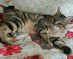 Кошки в Саранске: Кот приглашает на вязку, 2 000 руб. - фото 4