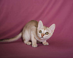Кошки в Ливны: котята, 40 000 руб. - фото 10