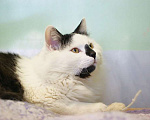 Кошки в Москве: Классный, спокойный и разумный кот Сильвер Мальчик, Бесплатно - фото 4