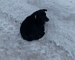 Собаки в Москве: Пристраивается пёс по имени Космос с печальной судьбой Мальчик, Бесплатно - фото 4