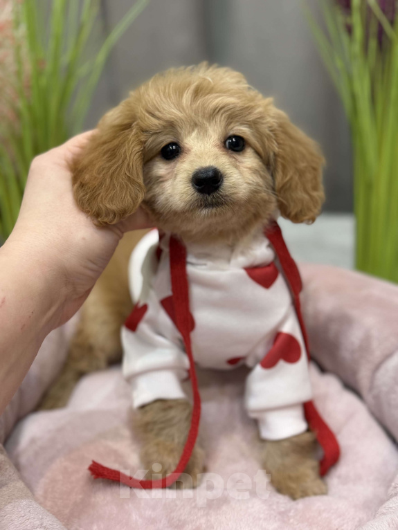 Собаки в Москве: Tutsy Девочка, 100 000 руб. - фото 5