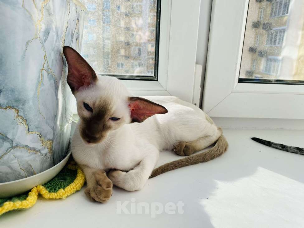 Кошки в других городах Московской области: Ориентальные котята экстрим с документами Мальчик, Бесплатно - фото 4