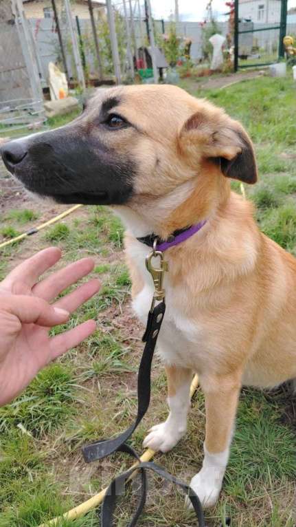 Собаки в Москве: Щенок фенотип овчарки малинуа Алиса в добрые руки Девочка, 1 руб. - фото 5