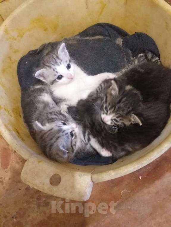 Кошки в Кашире: Котята Мальчик, 1 руб. - фото 4