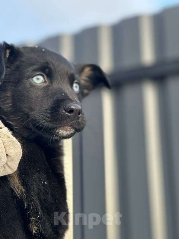 Собаки в Ногинске: Шаловливый щенок хорошему хозяину Девочка, Бесплатно - фото 1