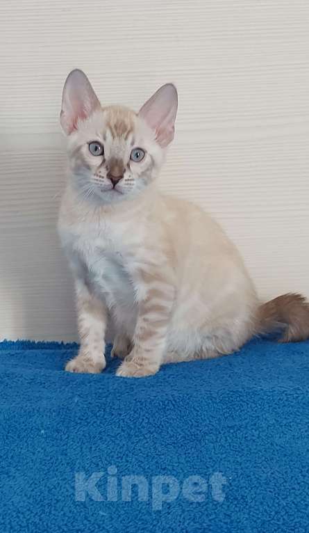 Кошки в Москве: Бенгальский котенок Мальчик, 75 000 руб. - фото 6