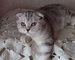 Кошки в Москве: Продажа котенка  Девочка, 35 000 руб. - фото 2