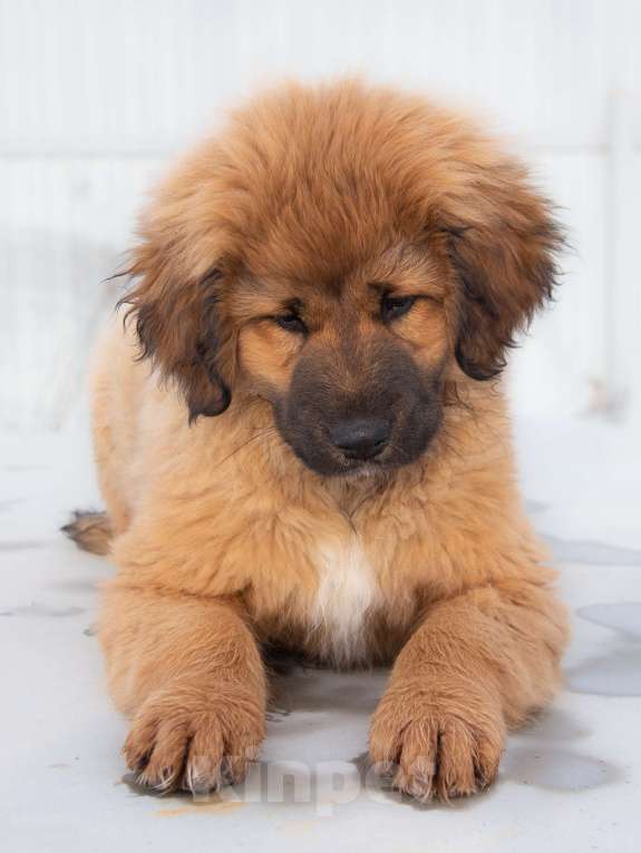 Собаки в Москве: Щенок Монгольского Банхара Мальчик, Бесплатно - фото 5