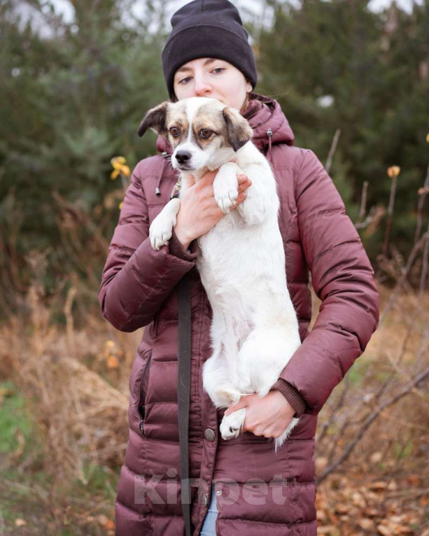 Собаки в Москве: Маленькая собачка в добрые руки Девочка, Бесплатно - фото 3