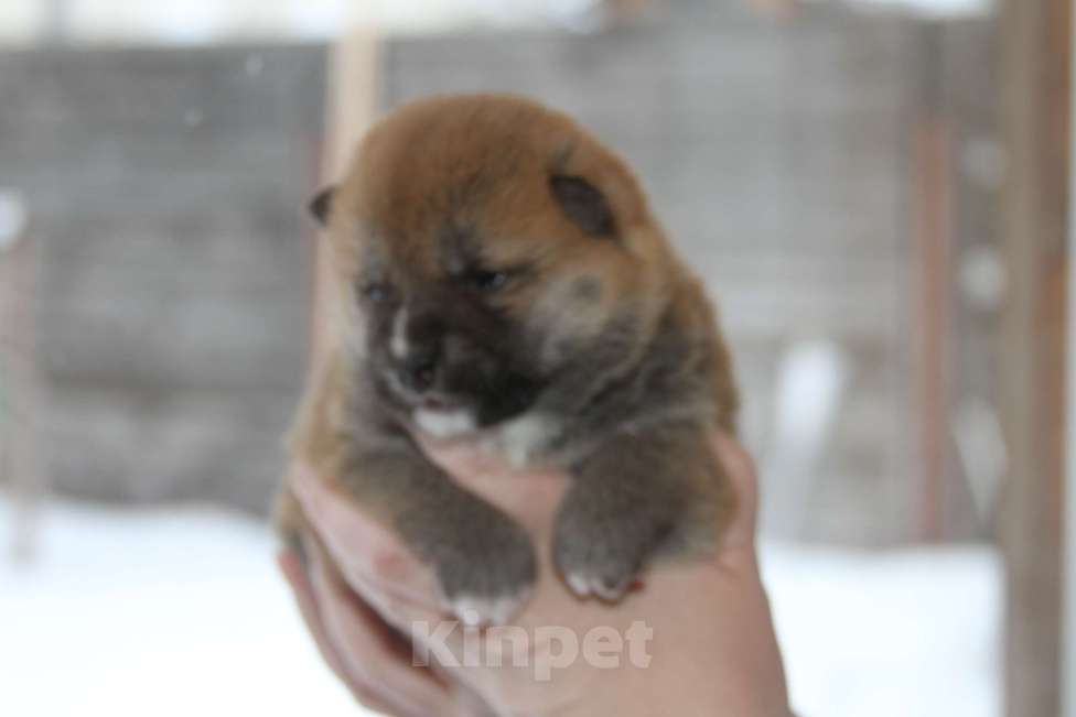 Собаки в Самаре: сиба Девочка, 45 000 руб. - фото 4