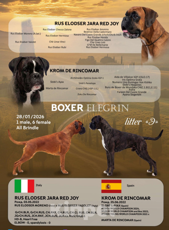 Собаки в других городах Московской области: Щенки боксера Девочка, 70 000 руб. - фото 2