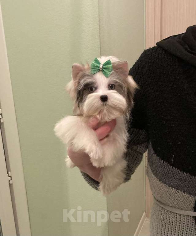 Собаки в Москве: Йорк с двумя голубыми глазами мальчик мини Мальчик, 130 000 руб. - фото 2